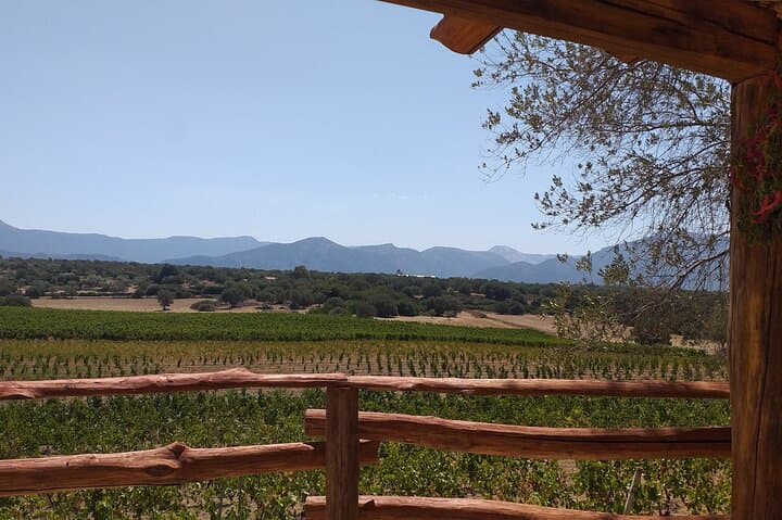 Visit of a Winery with Tasting in Dorgali