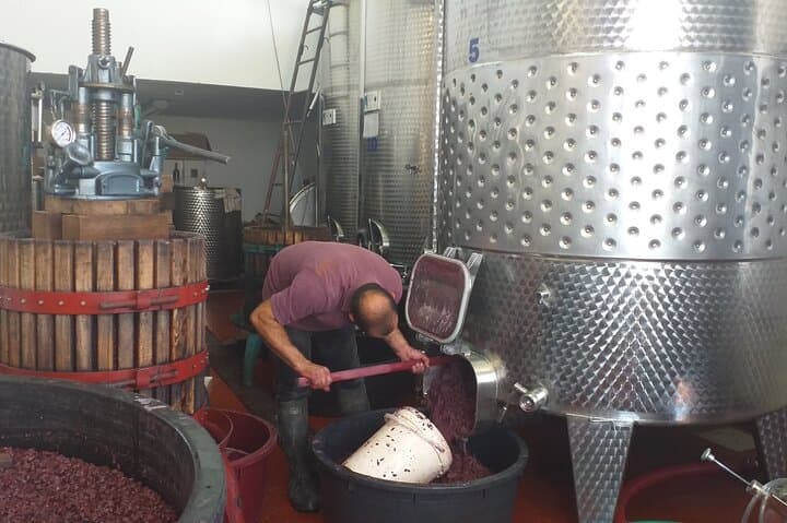Visit of a Winery with Tasting in Dorgali