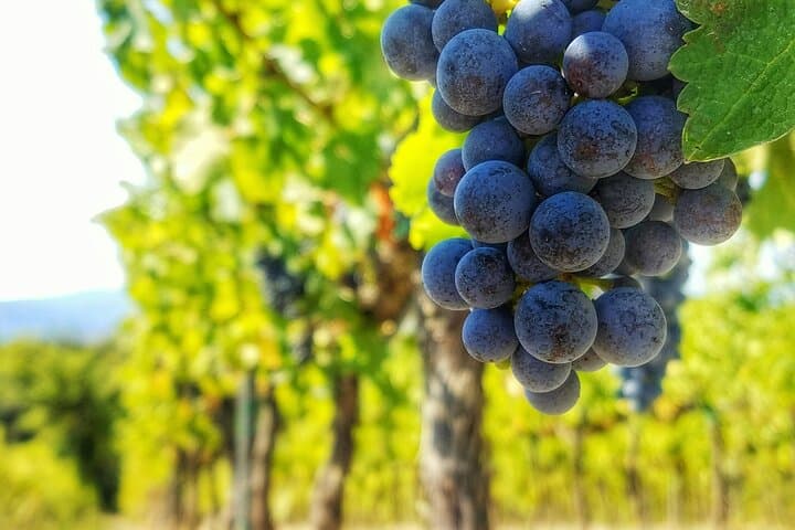 Private Chianti Classico Wine Tour 8 hours from Florence