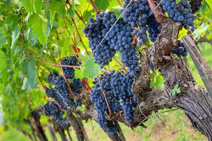 Walk through a vineyard