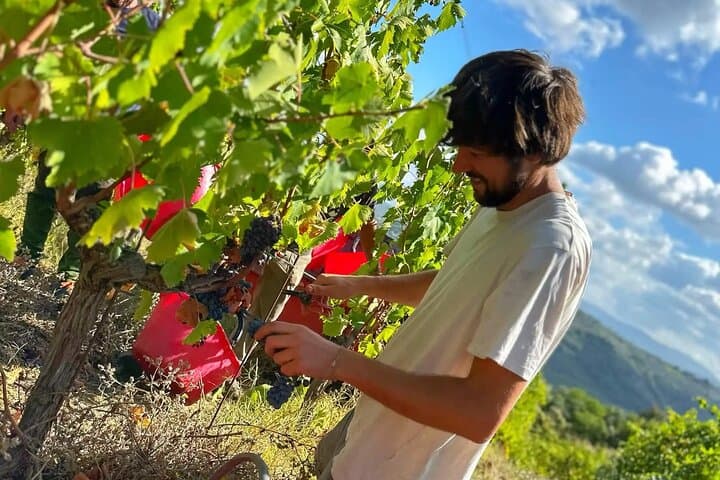 Meet the wine producers