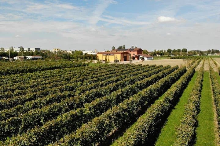 vineyards