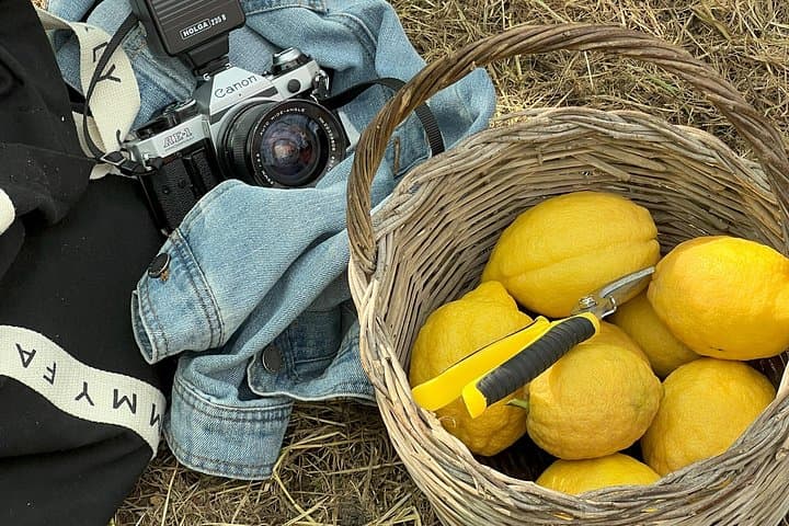Sorrento: Lemon Grove Visit & Limoncello Tasting