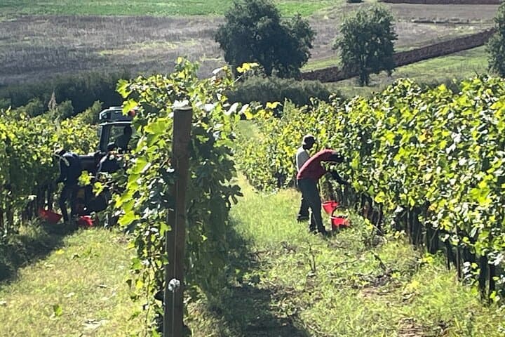 Private Chianti Classico Wine Tour 8 hours from Florence