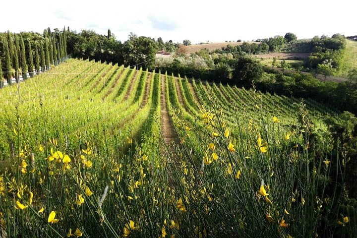 Olive Grove Tour with Oil & Wine Tasting in Assisi