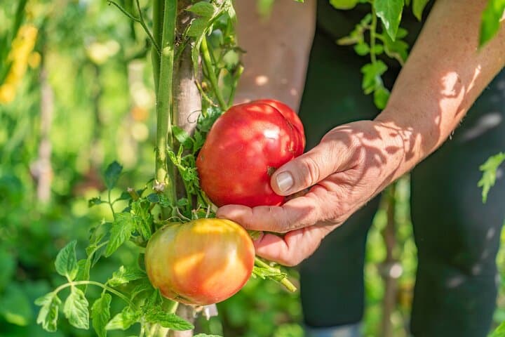 Hands-On Pizza Making Class & Farmhouse visit on the Amalfi Coast