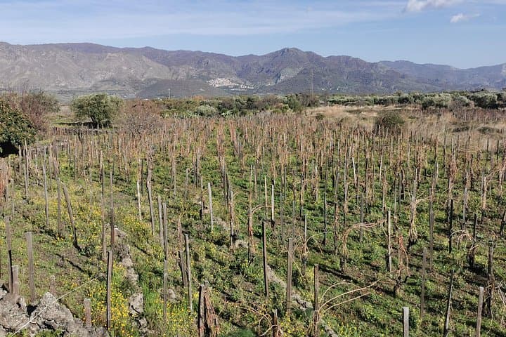 2 Mt Etna Wineries Experience from Taormina