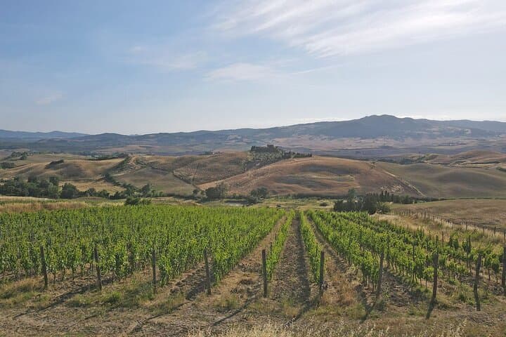 Our vineyards