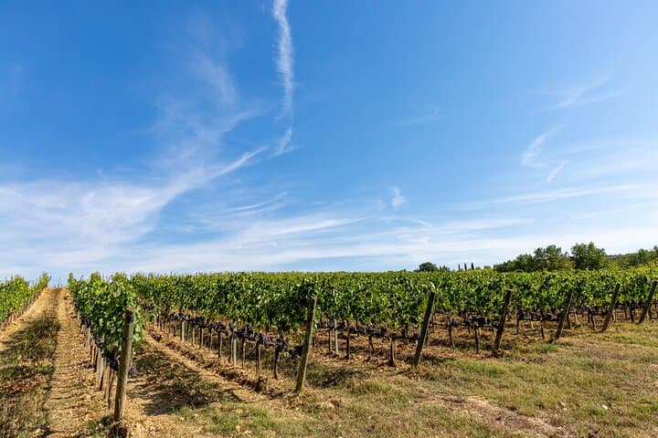A Classic Tuscan Winery with Lunch in Montepulciano