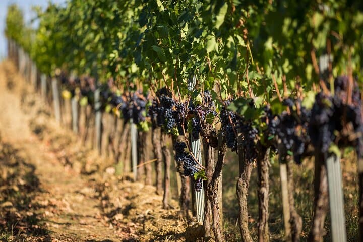 Montepulciano Wine Tasting in the Tuscan Countryside