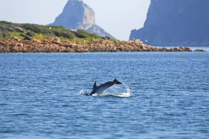 Tour in Barca a Vela Tavolara e Delfini da Golfo Aranci