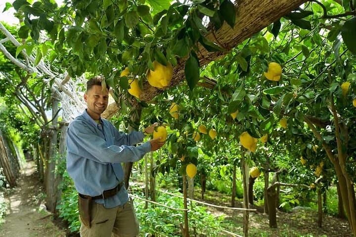 Lemon Trail : Lemon Tour with Tasting