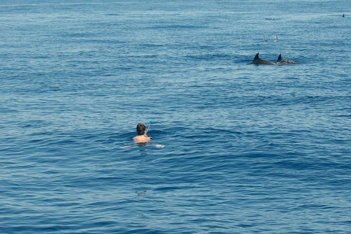 Ortigia-blue cave island tour with dolphin sighting