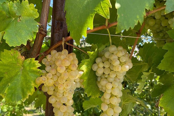 Grapes glera