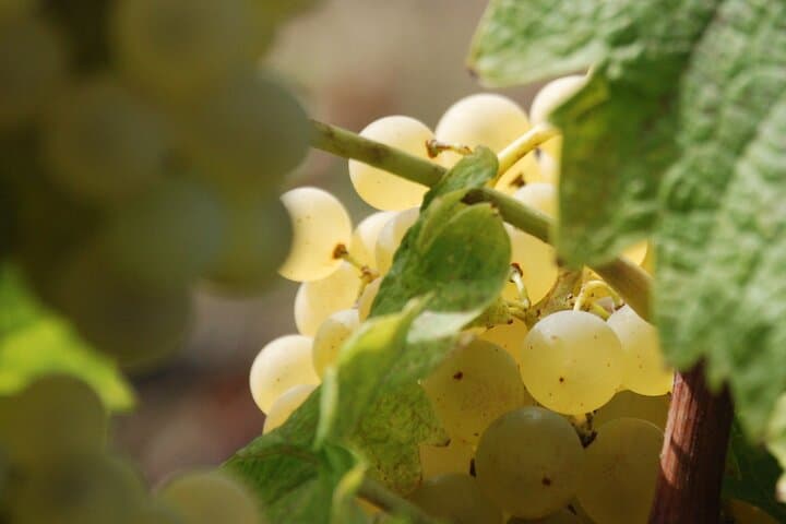 The Vermentino