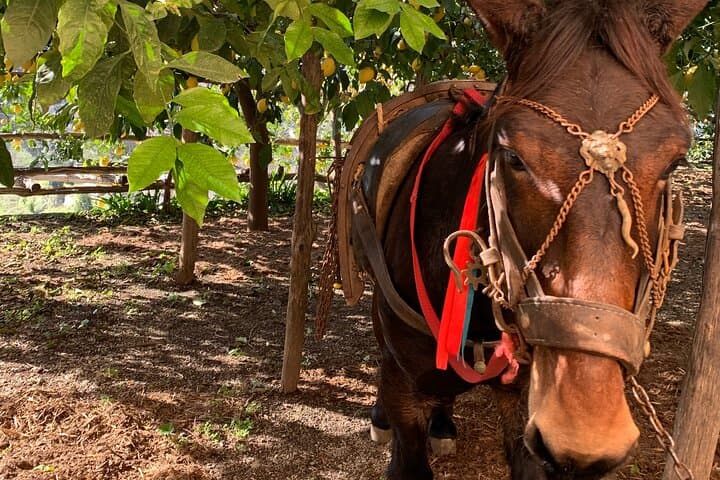 Lemon Trail : Lemon Tour with Tasting