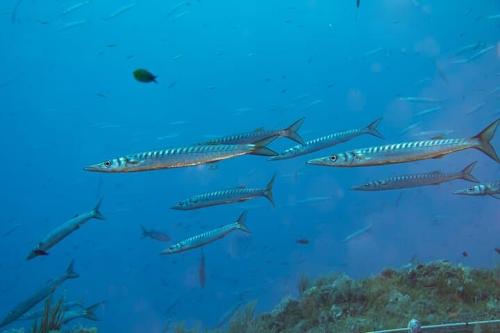 Bank of Barracuda