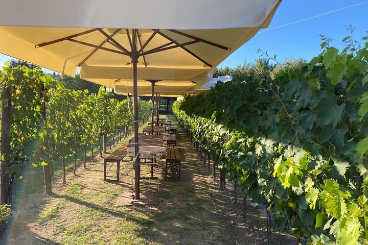 Florence: Private Cooking Class in San Gimignano and Wine Tasting