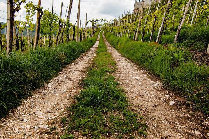 Luxury Prosecco Wine Tasting Full-Day Private Tour from Venice