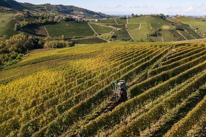 The vineyards of Podere Gagliassi