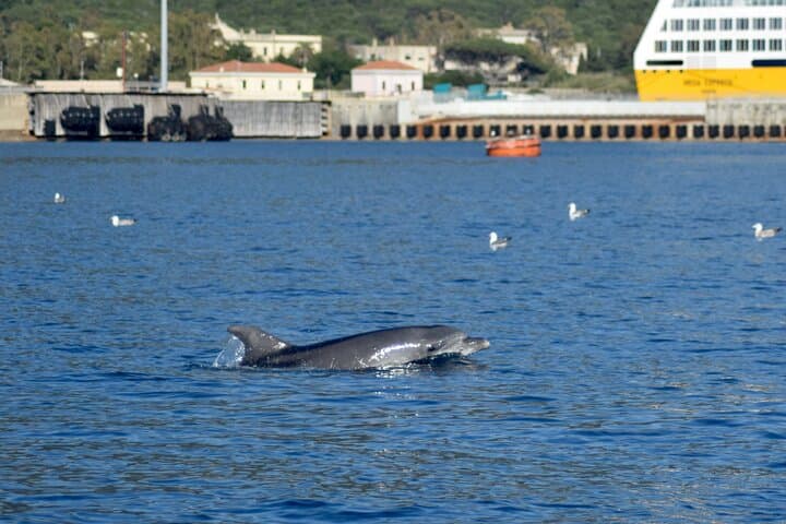 Dolphin spotting in the Gulf of Olbia