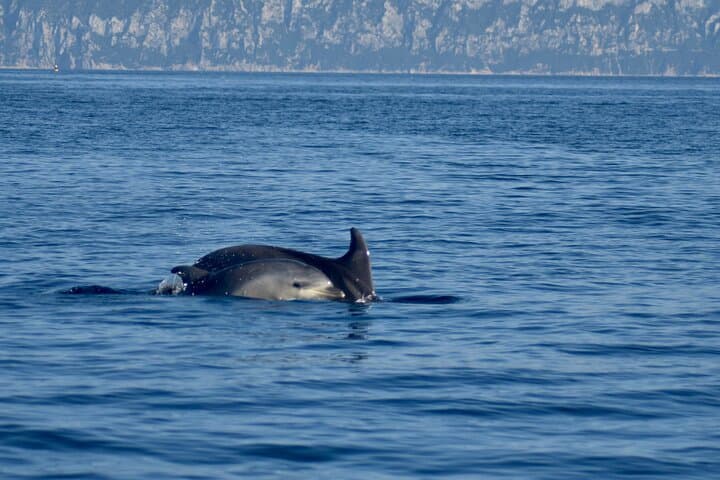 Dolphin spotting in the Gulf of Olbia