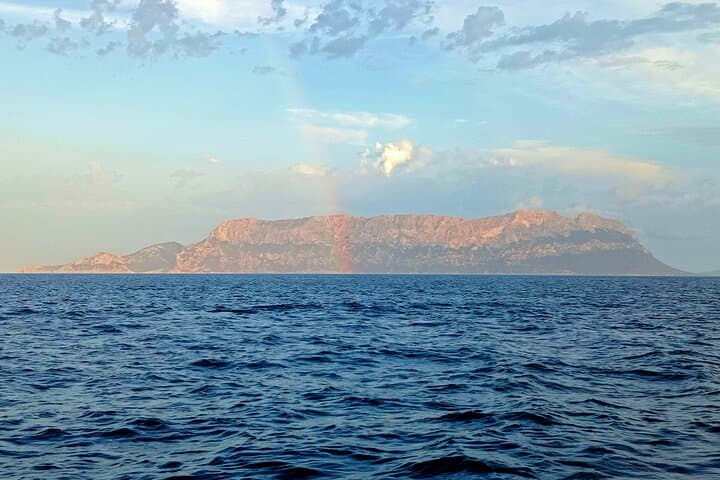 Dolphin spotting in the Gulf of Olbia