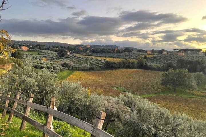 VIEW OF THE VINEYARD