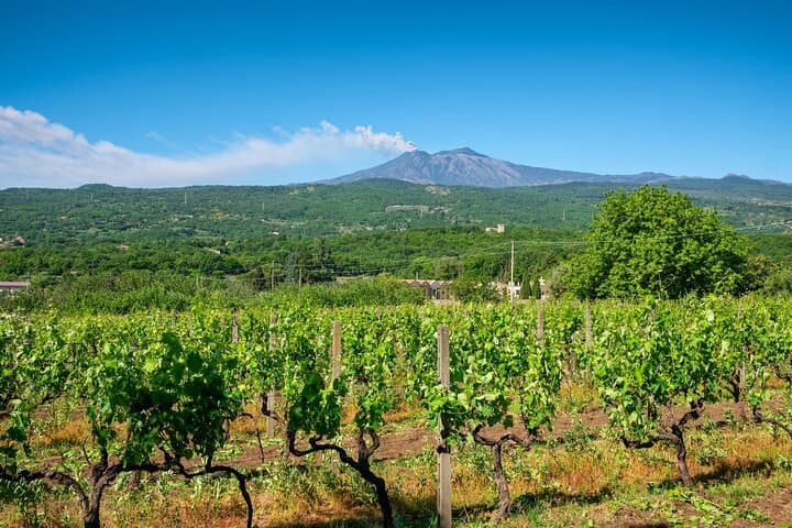 Private transfer to Cantine Gambino from Taormina/ Catania