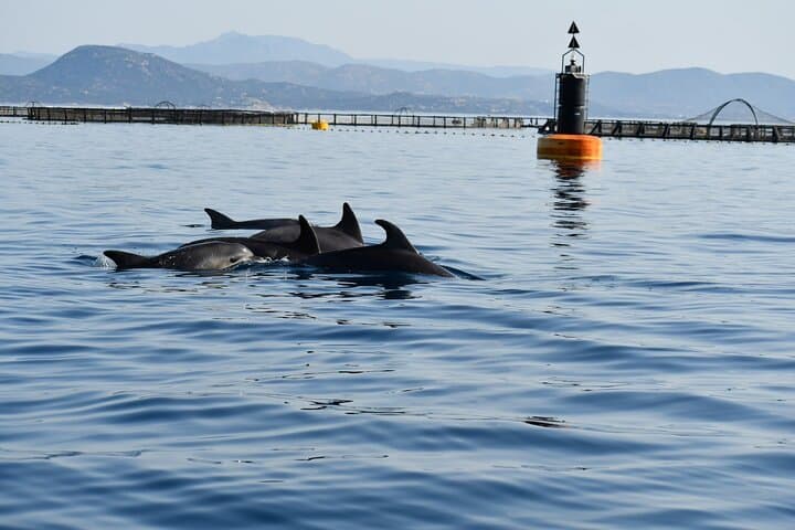 Dolphin Watching Boat Tour from Olbia