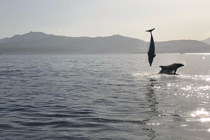 Dolphin Watching Boat Tour from Olbia