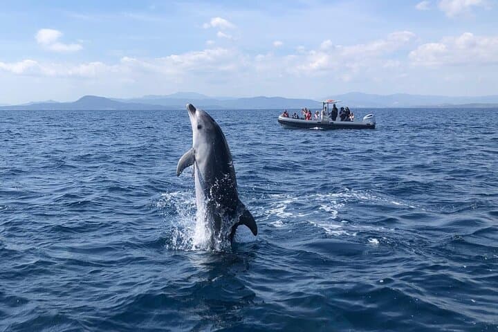 Dolphin Watching Boat Tour from Olbia