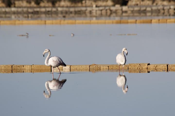Birdwatching at Saline Maria Stella in Trapani