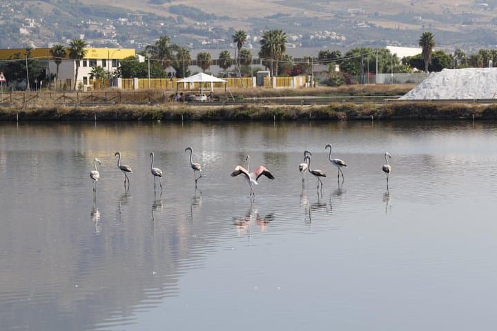 Birdwatching at Saline Maria Stella in Trapani