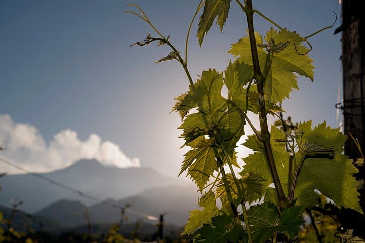 Private transfer to Cantine Gambino from Taormina/ Catania