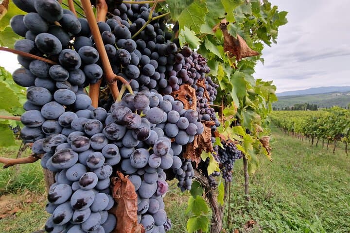Private Wine Tour 2 top wineries of Chianti Classico Limo Service