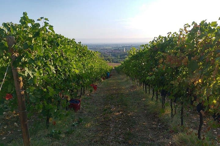 Bologna Hills: Organic DOCG Wine Tasting & Winery Tour