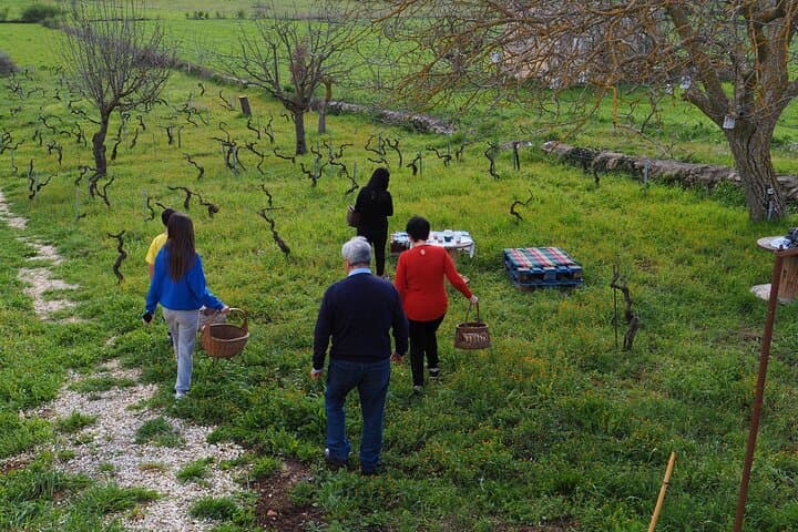 Picnic aperitif in the vineyard of an ancient trullo in Martina Franca