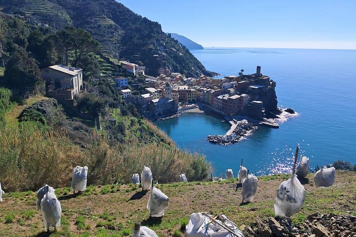 Lemon tour in Vernazza with tasting of our limoncino and wine