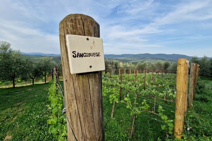 PRIVATE WINE TOUR TUSCANY Chianti Wineries, Expert English driver