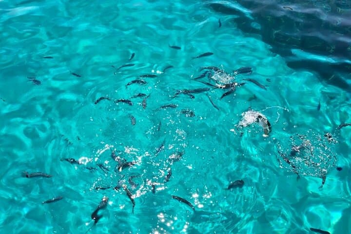 Asinara: Boat tour in the national park with lunch on board