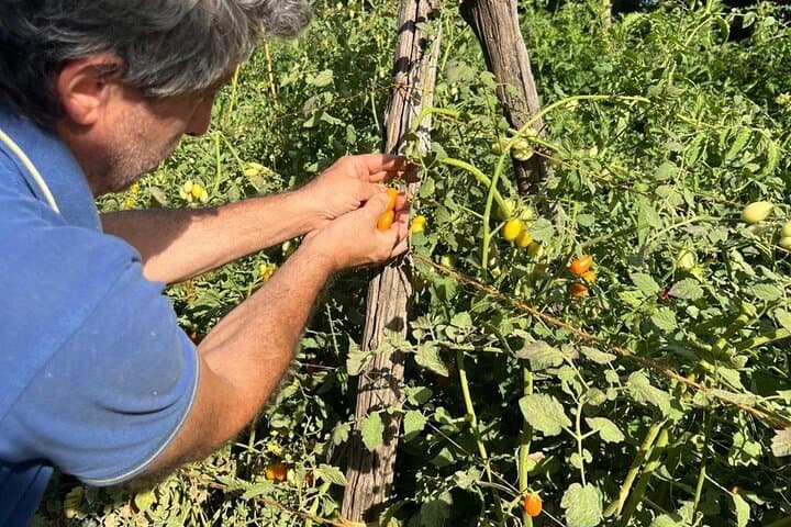 Let's pick vegetables!