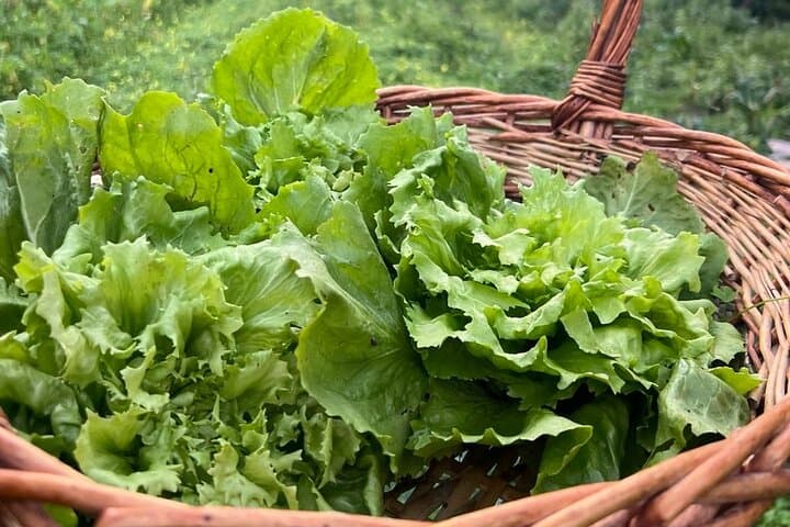 Our vegetables!