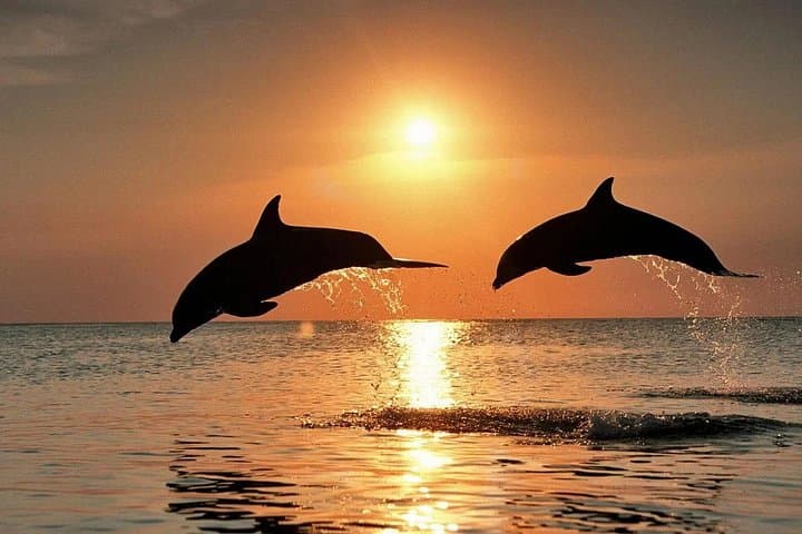 Dolphins at Sunset: Dream Cruise in the Bay of Taormina
