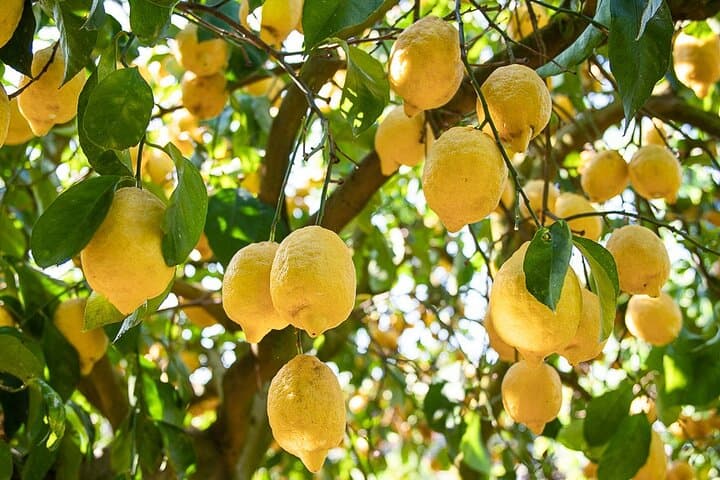 Sorrento Tour: Lemon Garden, Mozzarella show with Ape Ride