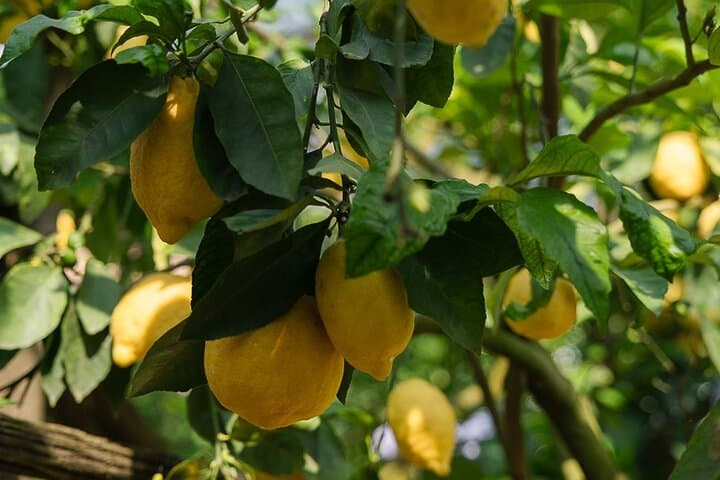 Sorrento Tour: Lemon Garden, Mozzarella show with Ape Ride