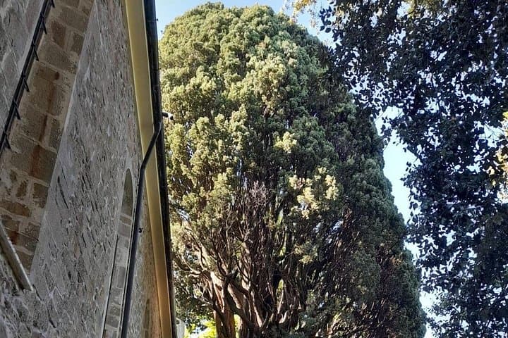 The oldest holm oak in Liguria!!!