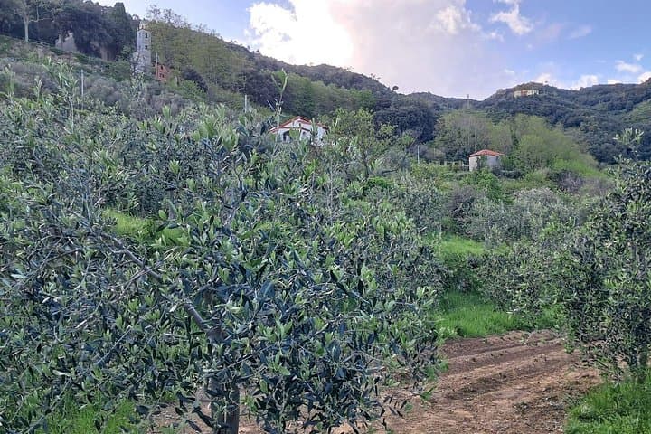 The magnificent olive grove recovered from old abandoned terraces