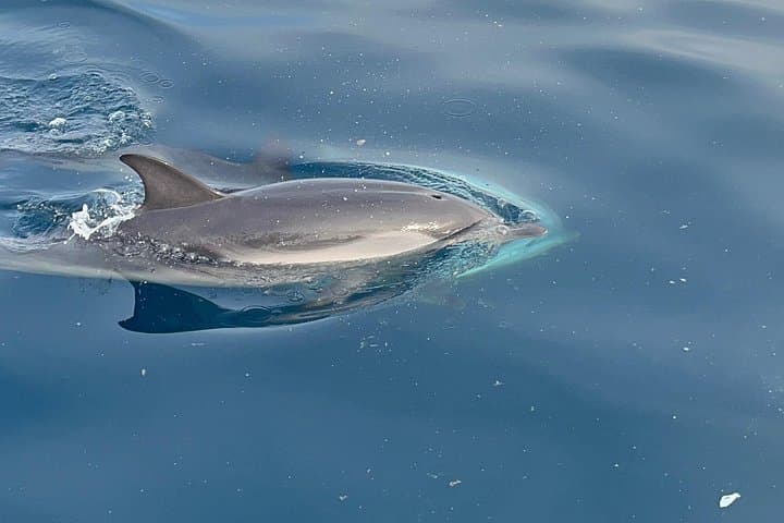 Dolphins at Sunset: Dream Cruise in the Bay of Taormina