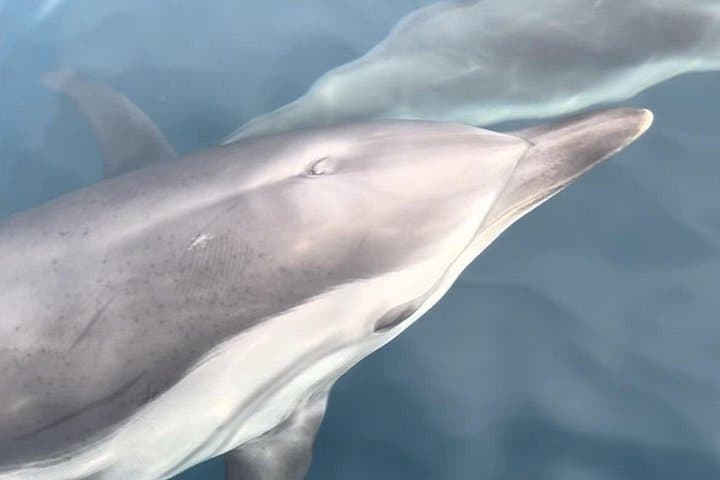 Dolphins at Sunset: Dream Cruise in the Bay of Taormina